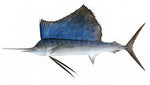 Load image into Gallery viewer, Sail Fish Fresh
