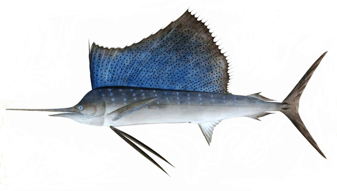 Sail Fish Fresh
